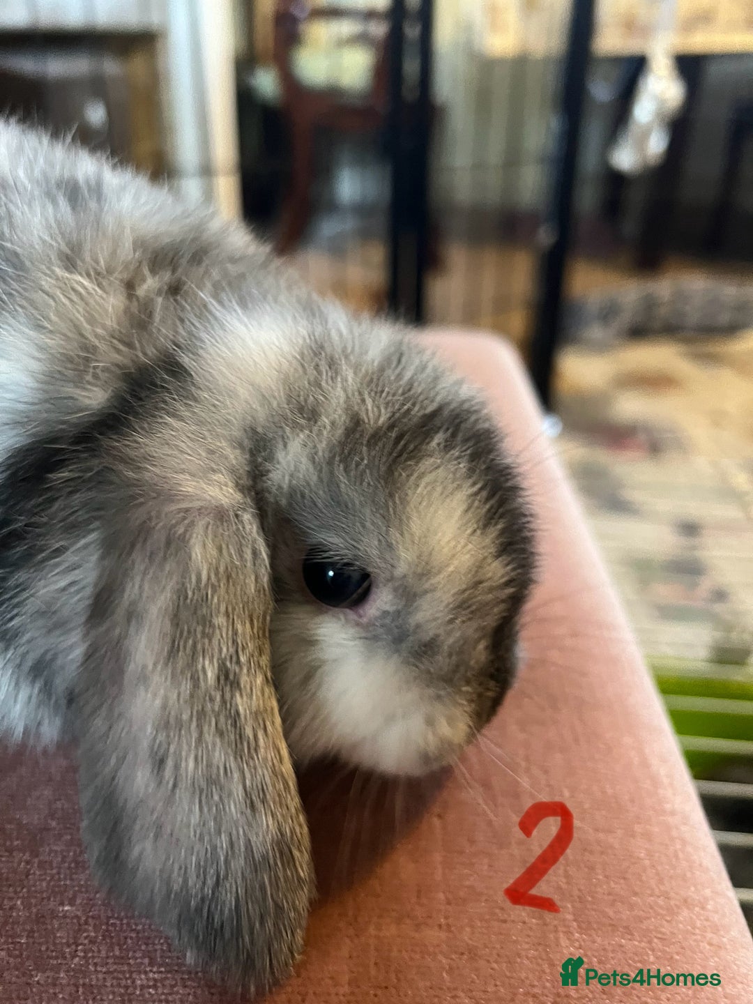 Mini Lop rabbits for sale: A Pair of Stunning Mini Lop Boys - Image 14