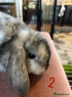 Mini Lop rabbits - Advert 3