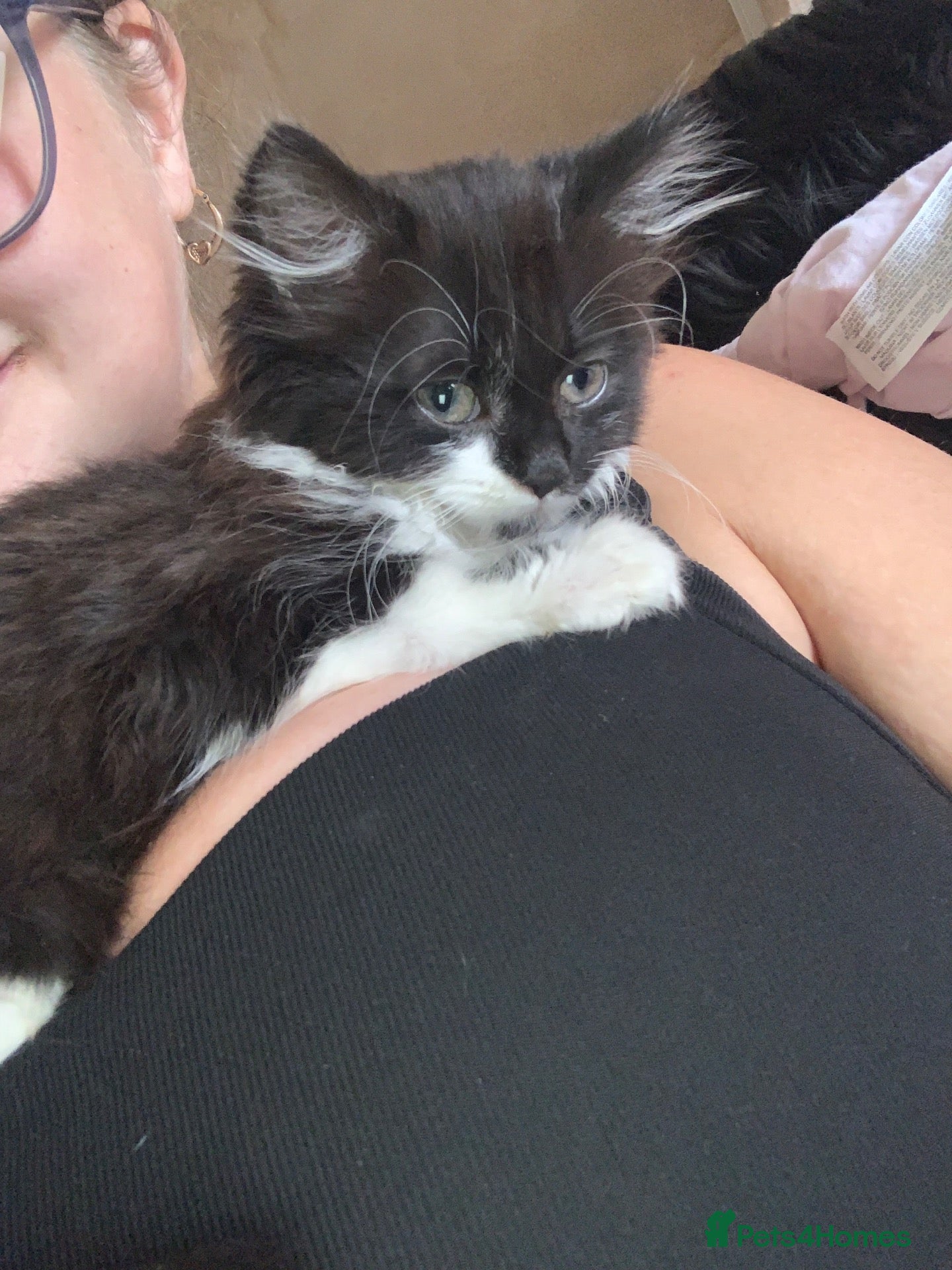 British Longhair cats 5 month old dwarf kitten  - Advert 1