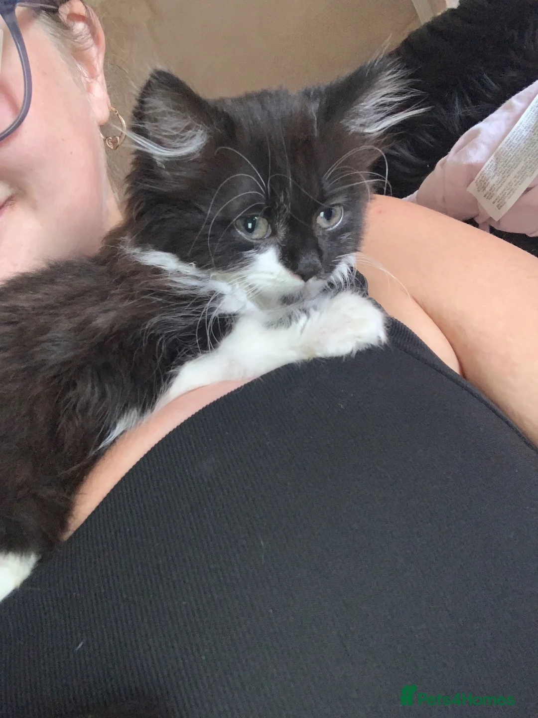 British Longhair cats for sale: 5 month old dwarf kitten  in Warrington - Advert 1