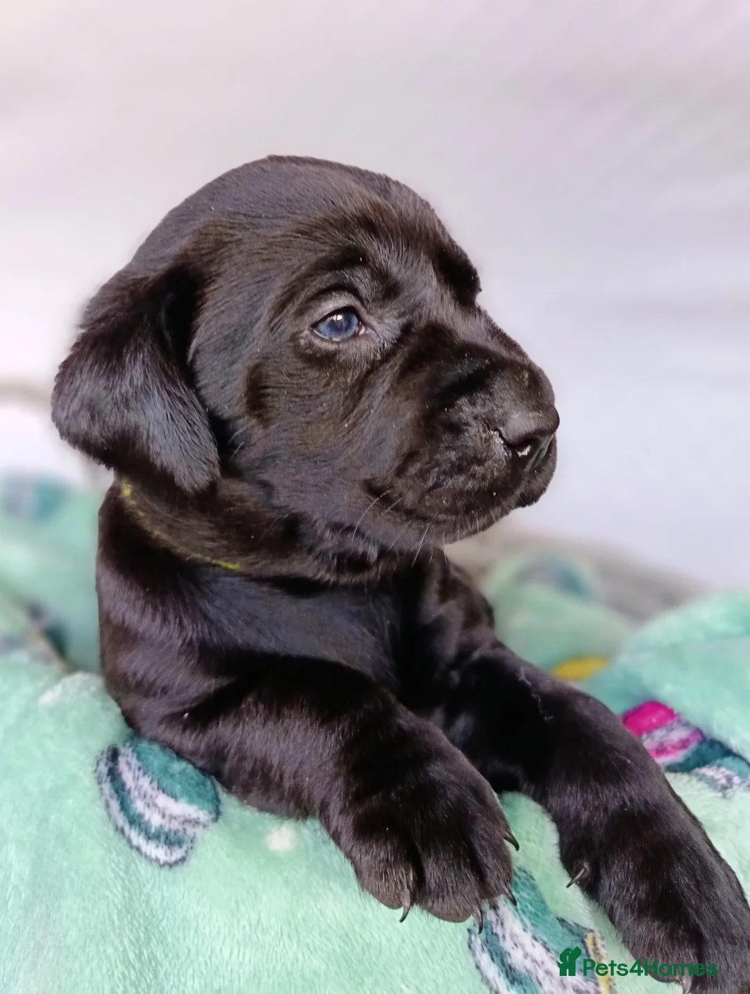 Labrador Retriever dogs for sale: KC reg yellow & black Labrador puppies socialised - Advert 14