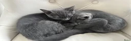 British Shorthair cats for sale: BH Shorthair girl available now 1 year old  - Advert 2