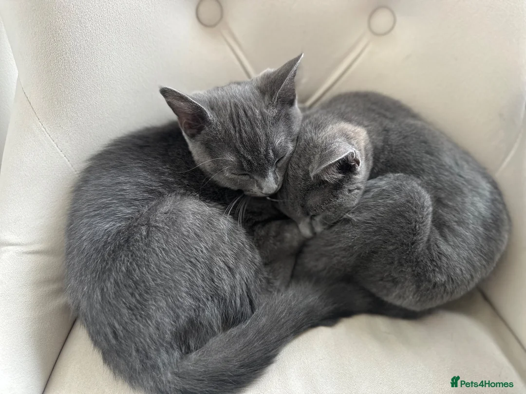 British Shorthair cats for sale: BH Shorthair girl available now 1 year old  - Advert 2