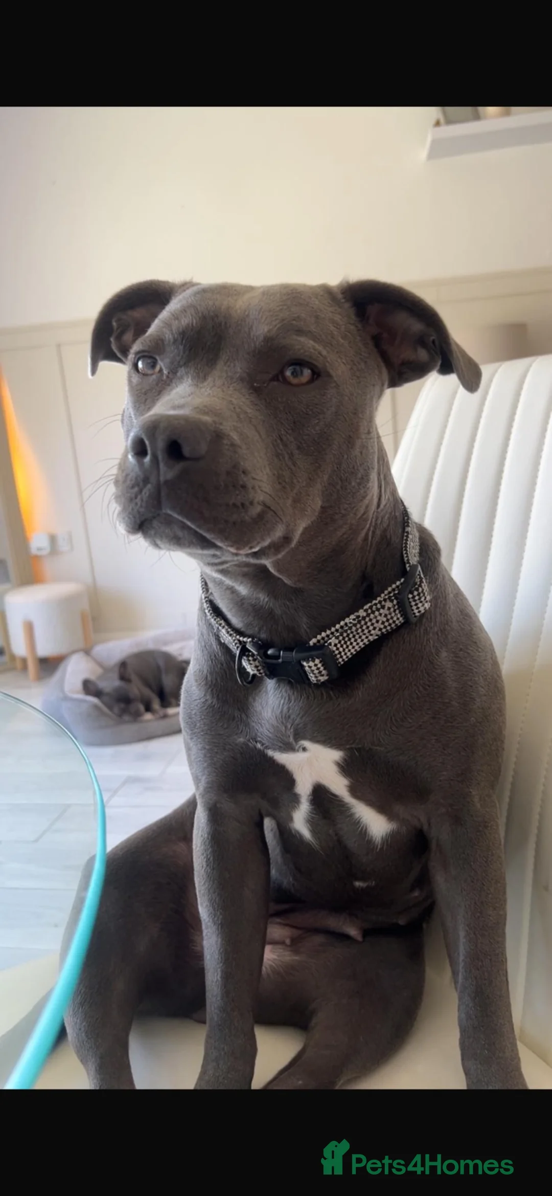 Staffordshire Bull Terrier dogs for sale: Blue KC registered staffie girl - Advert 1
