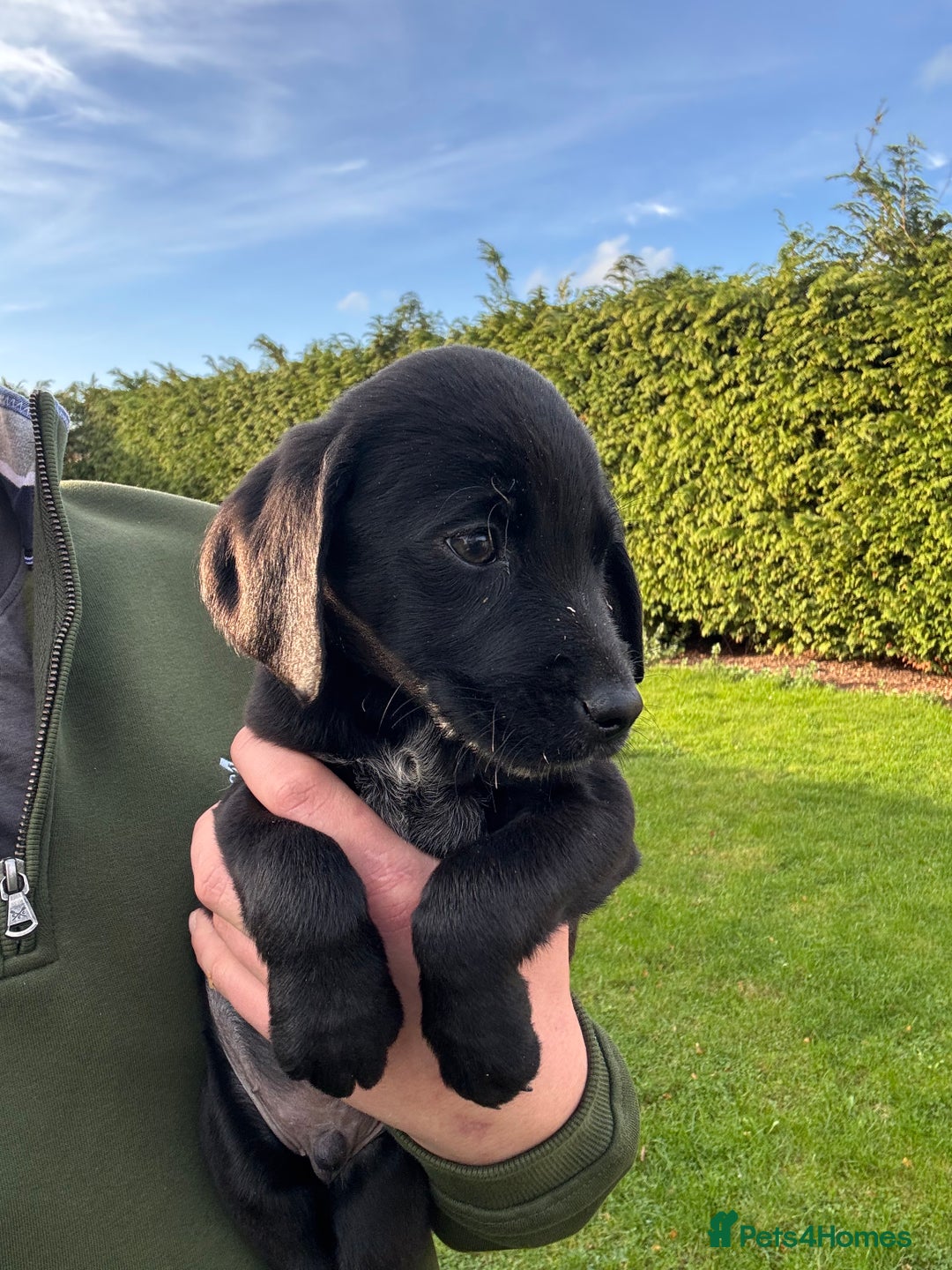 Labrador Retriever dogs for sale: Labrador x GWP bitch  - Advert 9