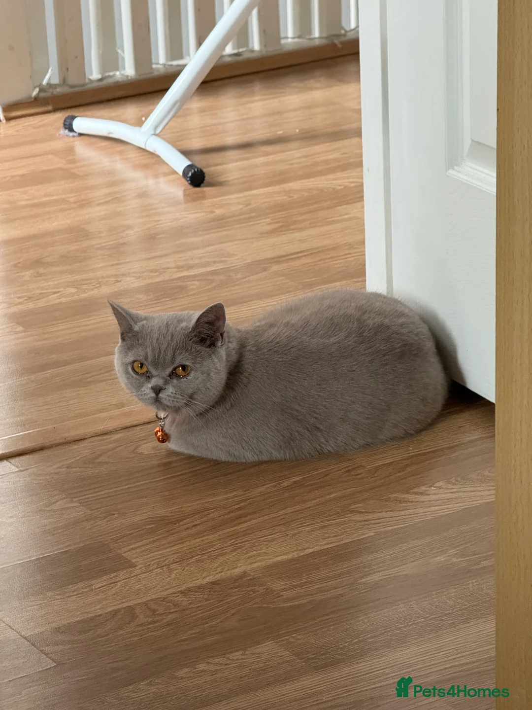 British Shorthair cats for sale: Female British Shorthair - Advert 4