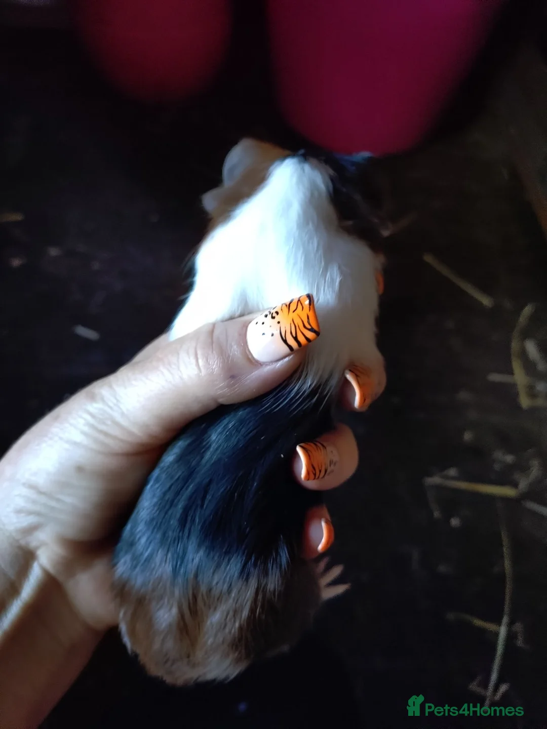 Guinea Pig rodents for sale: Baby guinea pig mix lot of males and females - Advert 11