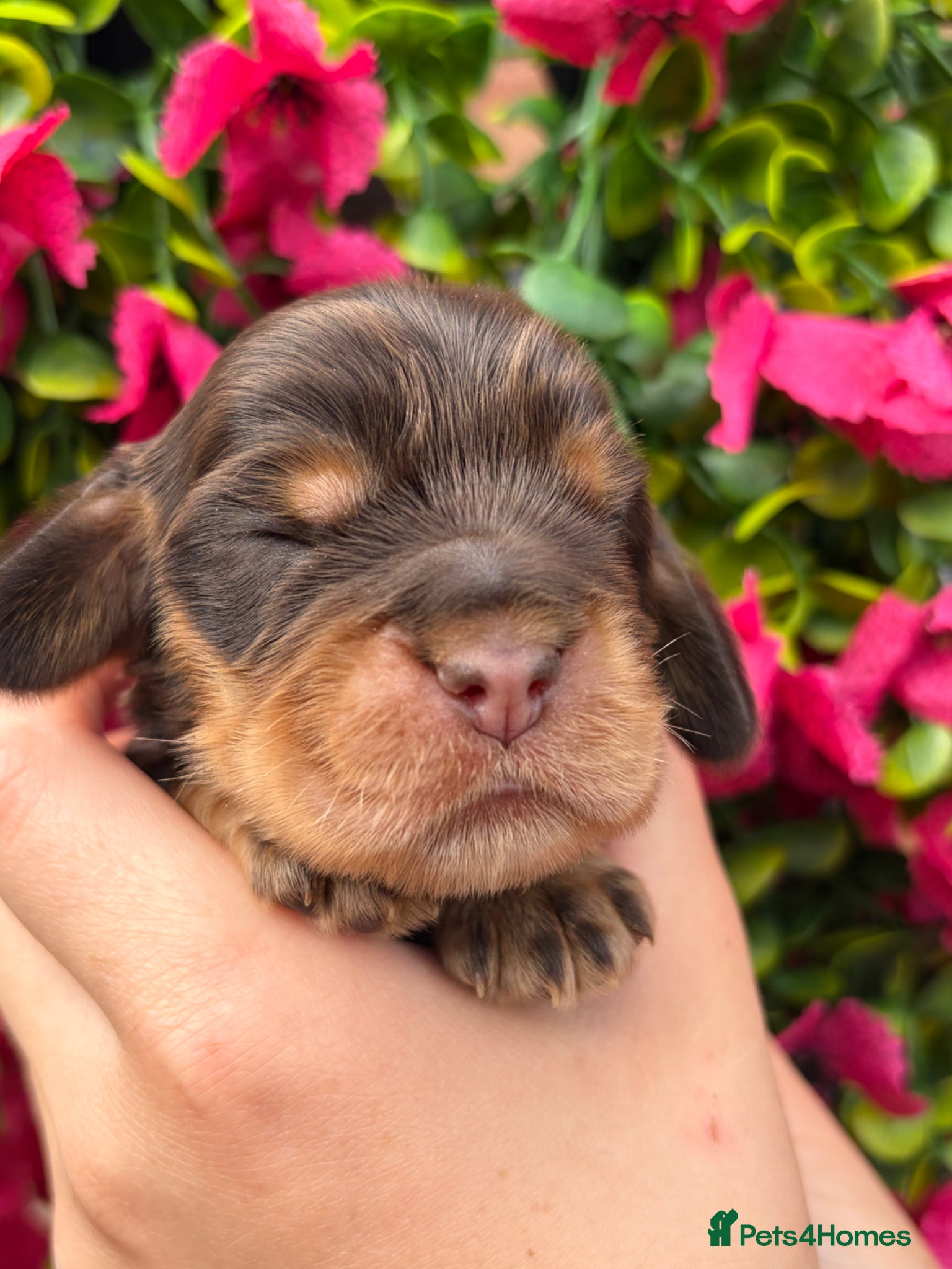 Cocker Spaniel dogs Gorgeous true to type Show Cocker Spaniels - Advert 1