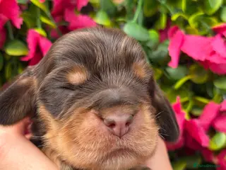 Cocker Spaniel dogs for sale: Gorgeous true to type Show Cocker Spaniels - Advert 1