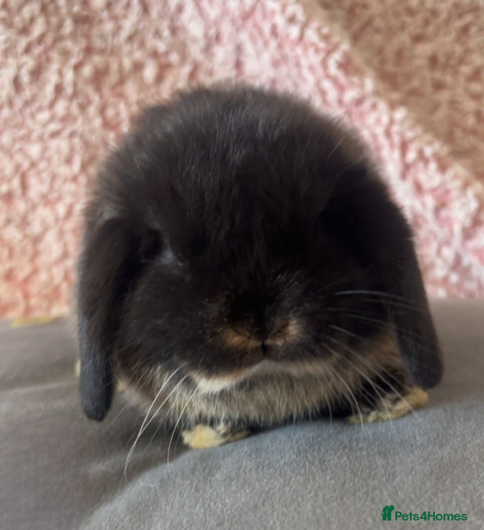 Mini Lop rabbits Mini Lop Babbies - Advert 1