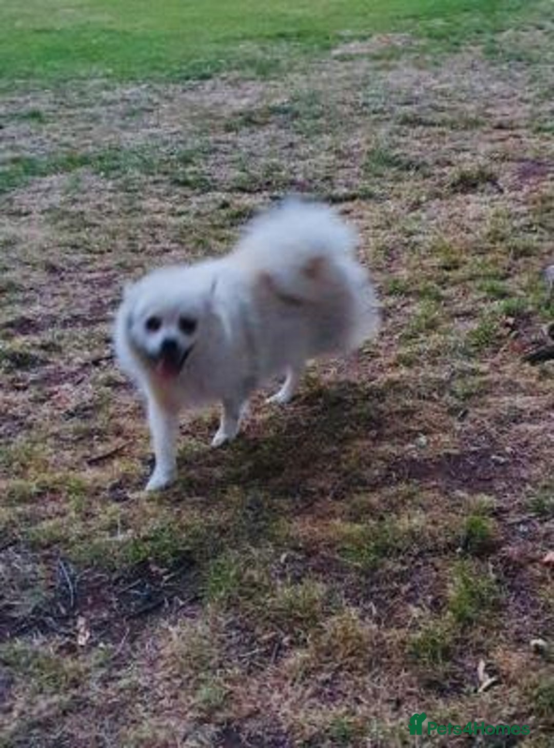 Pomeranian dogs for sale: Playful Pomeranian girl - Advert 3