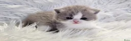 British Shorthair cats for sale: Stunning British shorthair kittens  - Advert 38