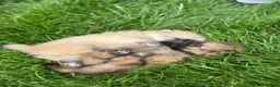 Pomeranian dogs for sale: Beautiful & Chunky Pomeranian puppy's for sale - Advert 3