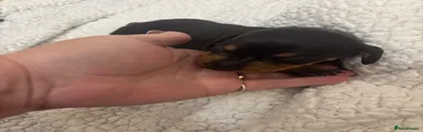 Dachshund 1