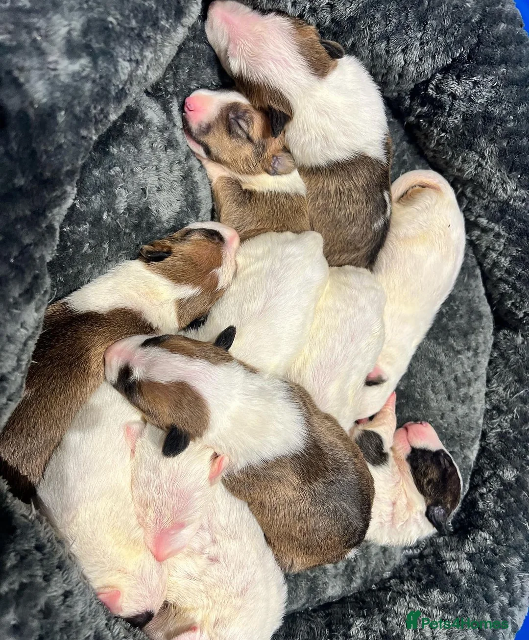 English Bull Terrier dogs for stud: CHAMPION LINES ENGLISH BULL TERRIER FOR STUD. in Sunderland - Advert 8