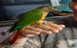 Parakeets birds for sale: Handreared Conures! Kakariki and lovebirds  - Image 18