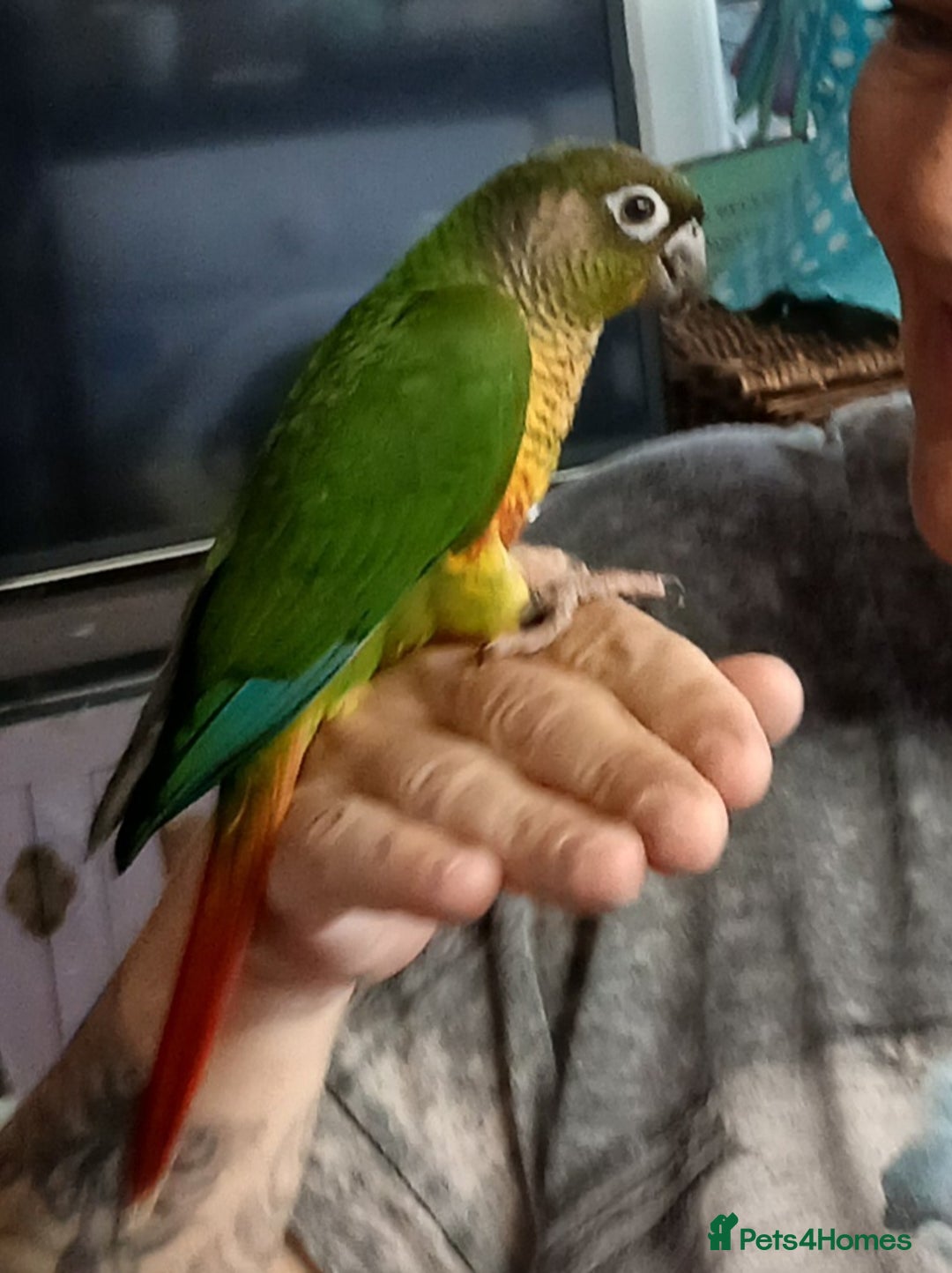 Parakeets birds for sale: Handreared Conures! Kakariki and lovebirds  - Image 18