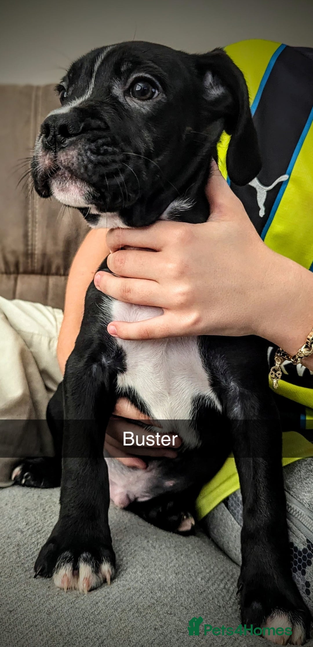 Mixed Breed dogs for sale: Cane corso cross  - Image 17