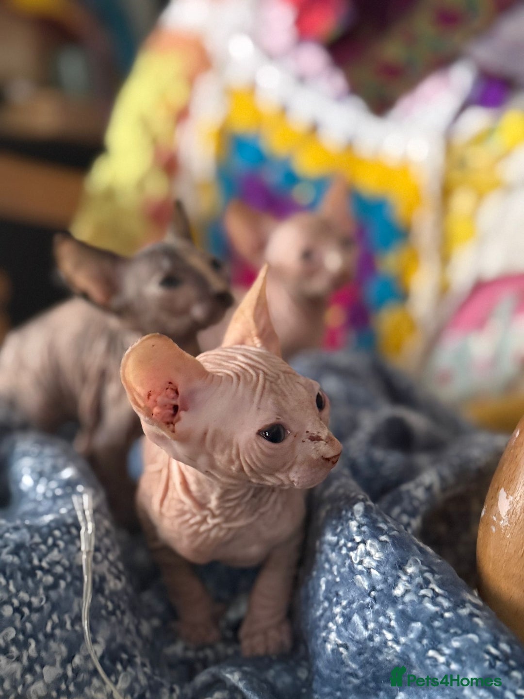 Sphynx cats for sale: Sphynx kittens full of love to give - Image 8