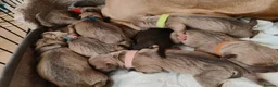 Staffordshire Bull Terrier dogs for sale:  Staffordshire bull terrier Gold unice (stuffy) - Advert 1