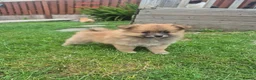 Pomeranian dogs for sale: Beautiful Pomeranian Puppy Available Now - Advert 1