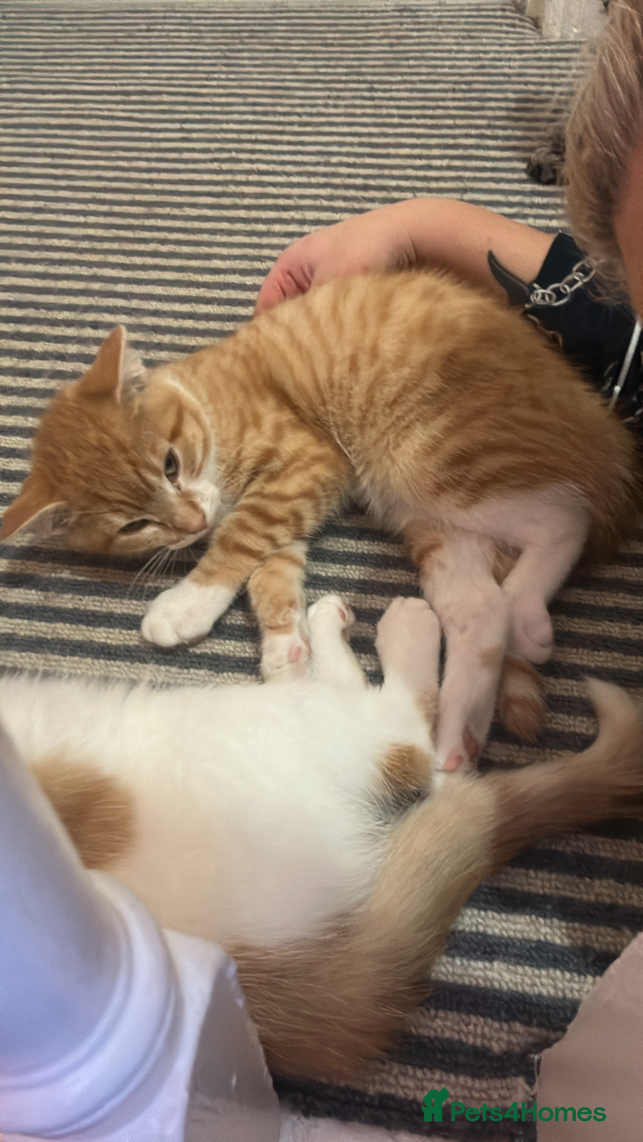 Mixed Breed cats Rescued kittens  ** s - Advert 7