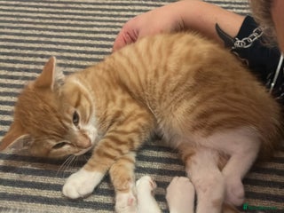 Mixed Breed cats Rescued kittens ** s - Advert 7