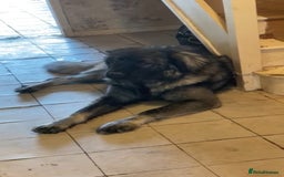 Caucasian Shepherd Dog dogs for sale: Caucasian shepherd puppies titan bloodline  - Image 2