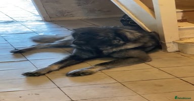 Caucasian Shepherd Dog dogs - Advert 15