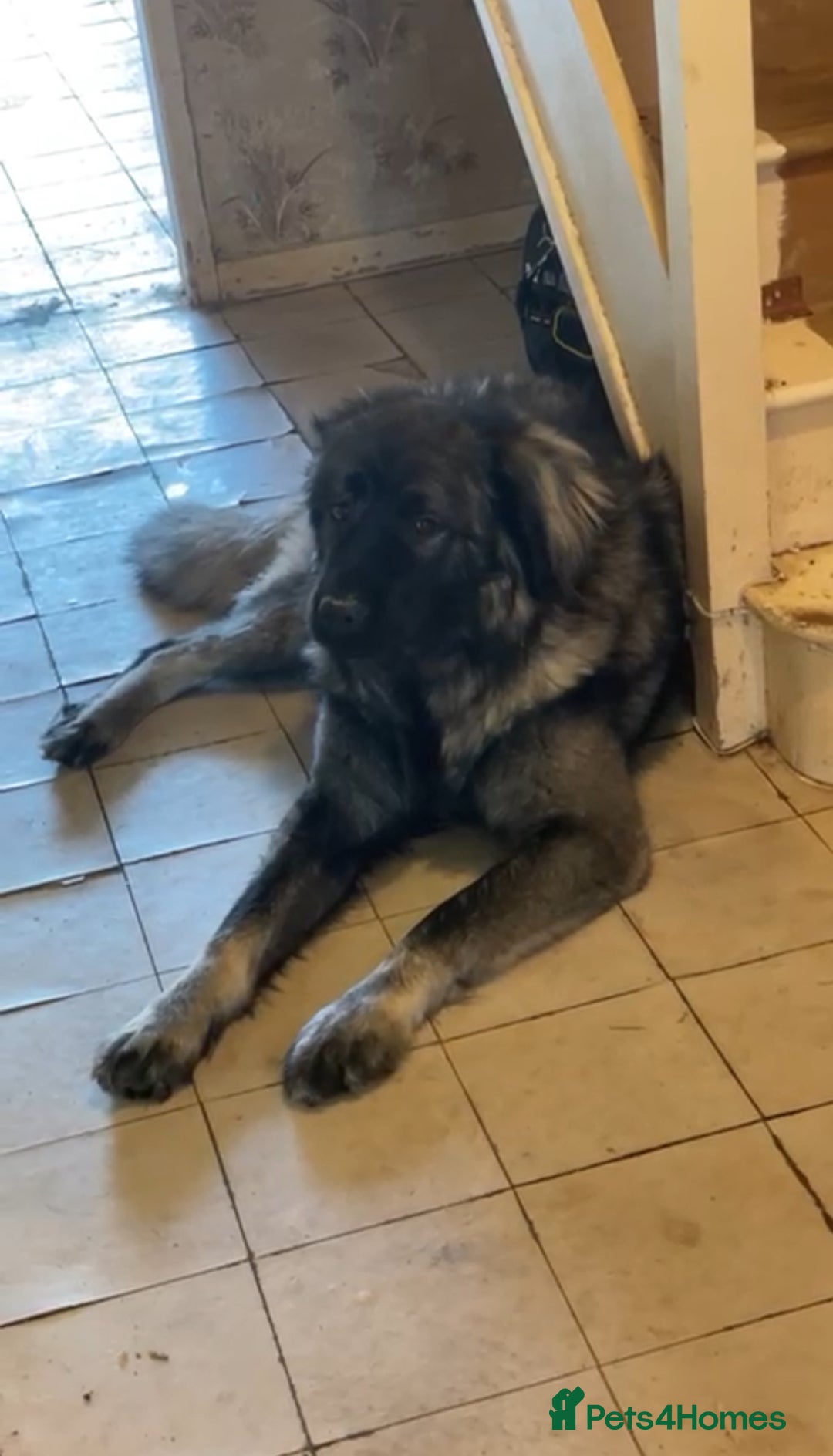 Caucasian Shepherd Dog dogs for sale: Caucasian shepherd puppies titan bloodline  - Image 2