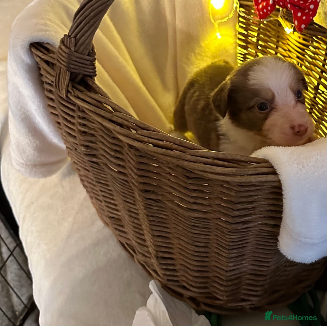 Border Collie dogs for sale: Boarder collie pups  - Advert 18