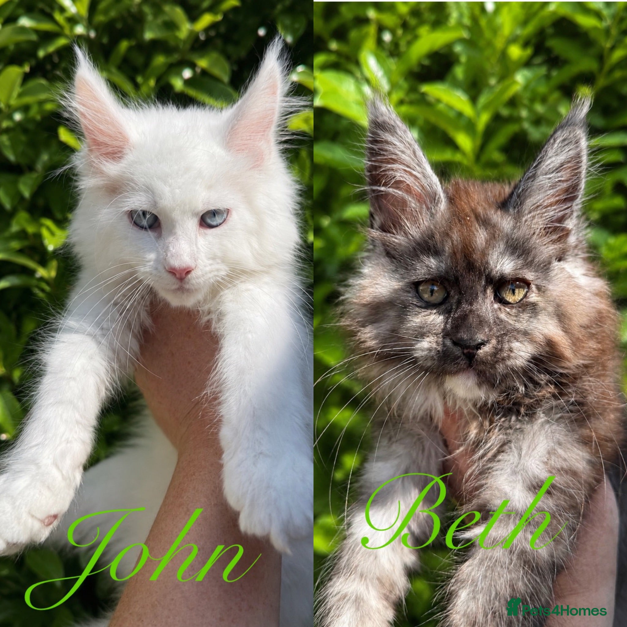 Maine Coon cats 3 STUNNING MAINE COON KITTENS READY THIS MONTH  - Advert 1