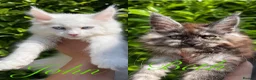 Maine Coon cats for sale: 3 STUNNING MAINE COON KITTENS READY THIS MONTH  - Advert 1