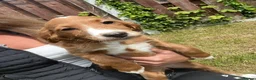 Cocker Spaniel dogs for sale: Beautiful arna  in Sheffield - Advert 4