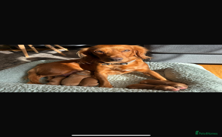 Cocker Spaniel dogs - Advert 10