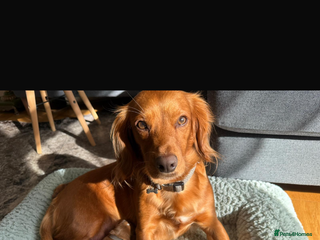 Cocker Spaniel dogs - Advert 25