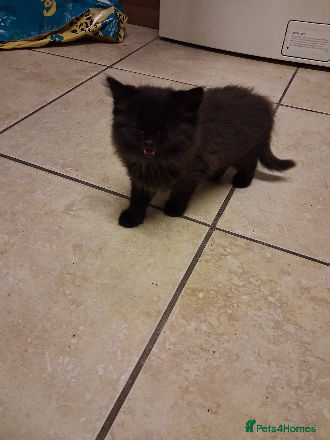 Mixed Breed cats for sale: Little kittens  - Advert 4