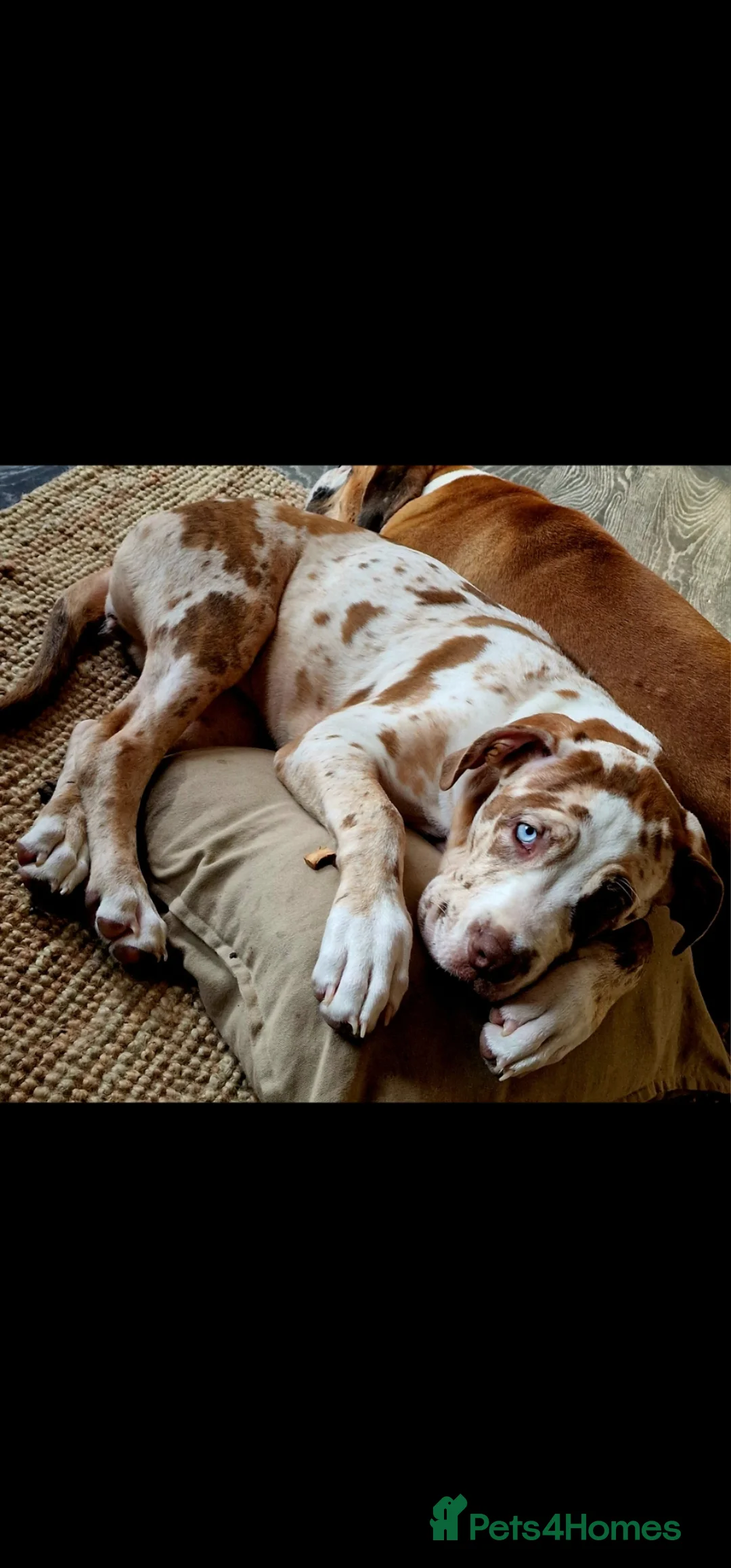 Mixed Breed dogs for sale: Mastiff X puppies [Merle] - Advert 2