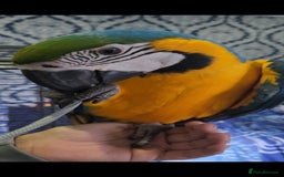 Budgerigars birds for sale: Baby Blue&Gold For Sale!  - Image 4