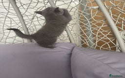 British Shorthair cats for sale: British shorthair kittens last male  - Image 2