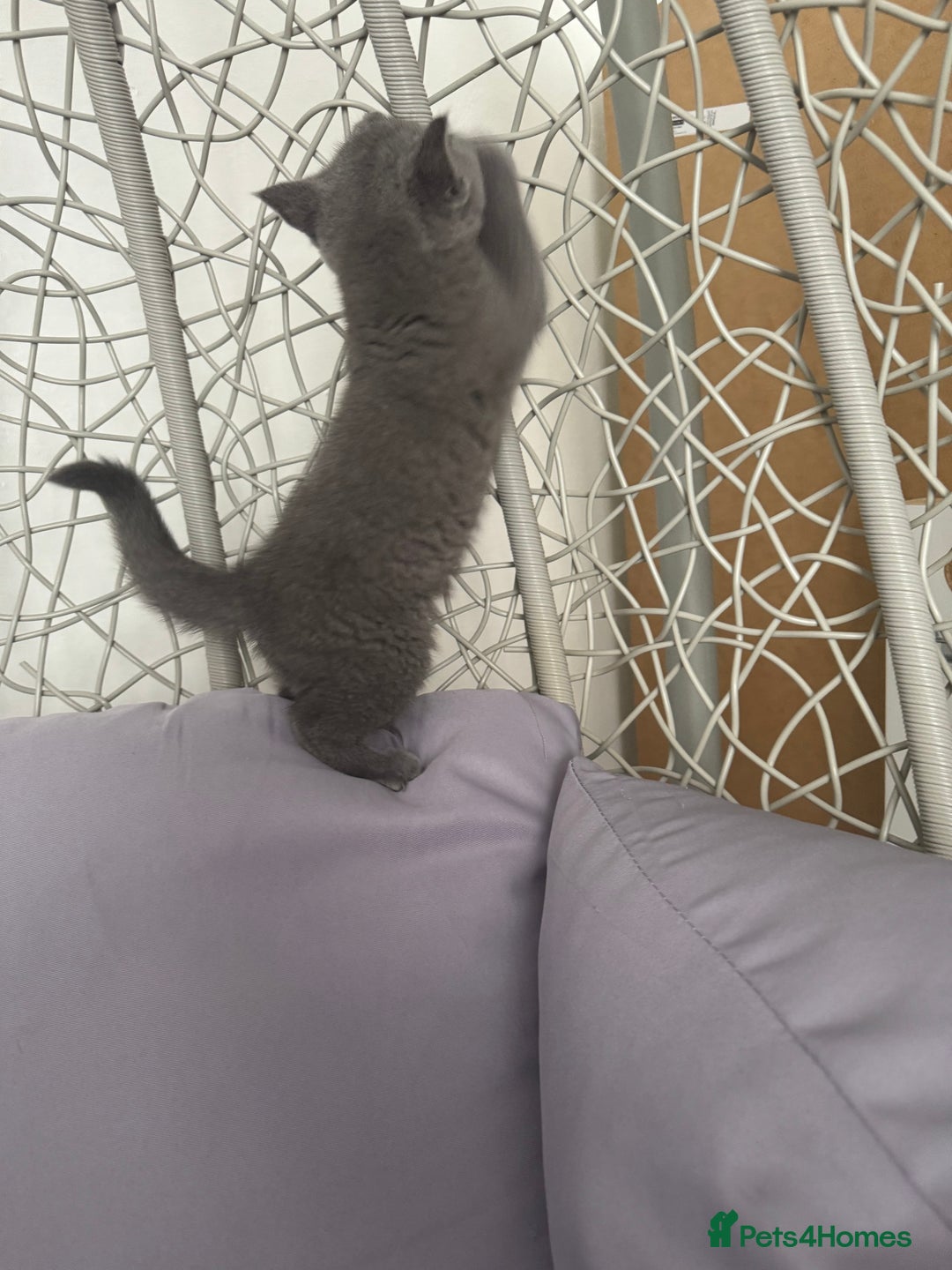 British Shorthair cats for sale: British shorthair kittens last male  - Image 2
