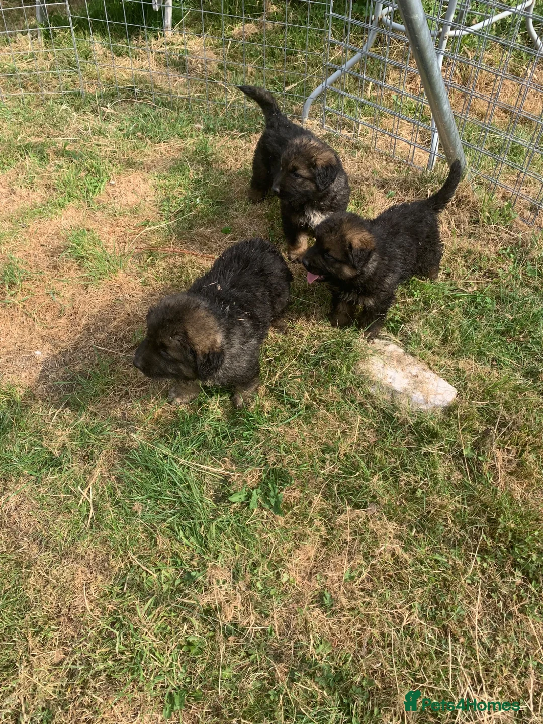 Mixed Breed dogs for sale: Stunning boy puppies to 5 star home  - Advert 2