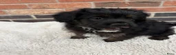Mixed Breed dogs for sale: REDUCED LASY BOY! Fluffy frenchie cross - Advert 5