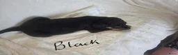 Rottweiler dogs for sale: Rottweiler puppies  READY TO GO  in Newcastle upon Tyne - Advert 6