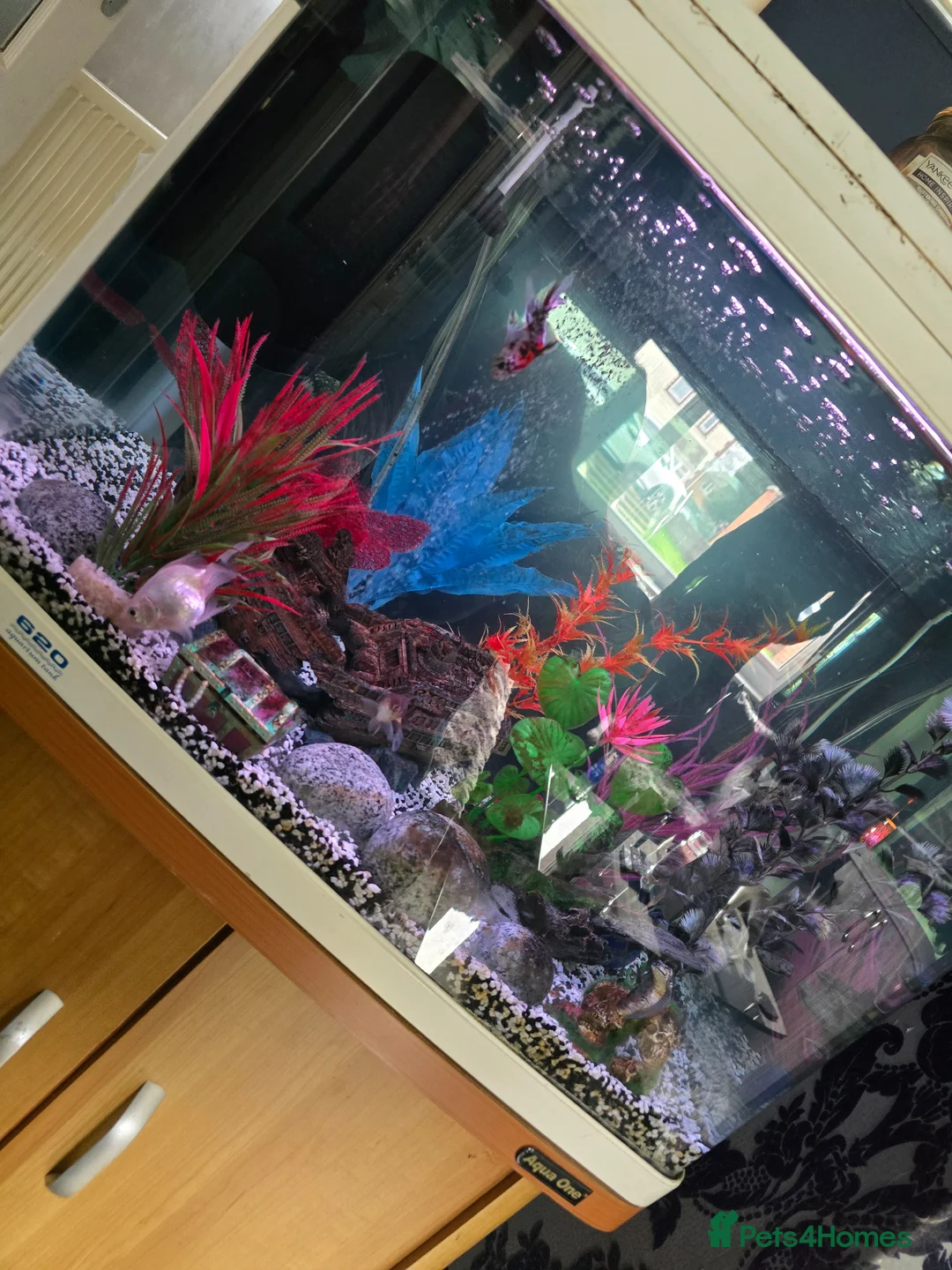 Fancy Goldfish fish for sale: Aqua one 64 liter tank with filter and fish - Advert 3