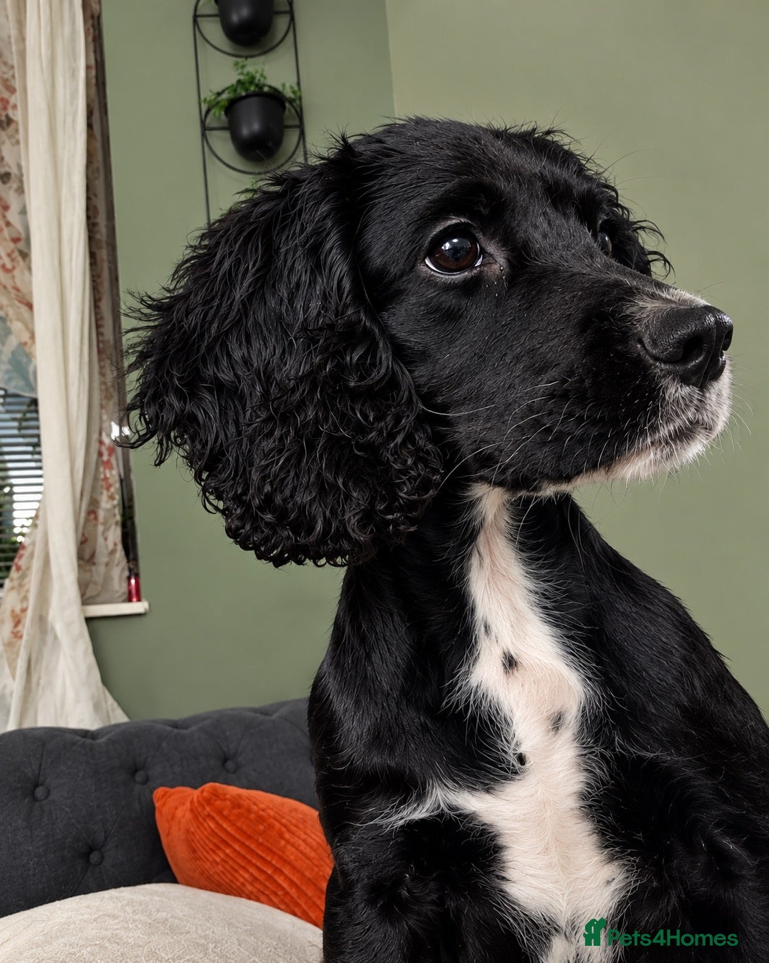 Cocker Spaniel dogs Beautiful Cocker Spaniel puppies ‼️ - Advert 7