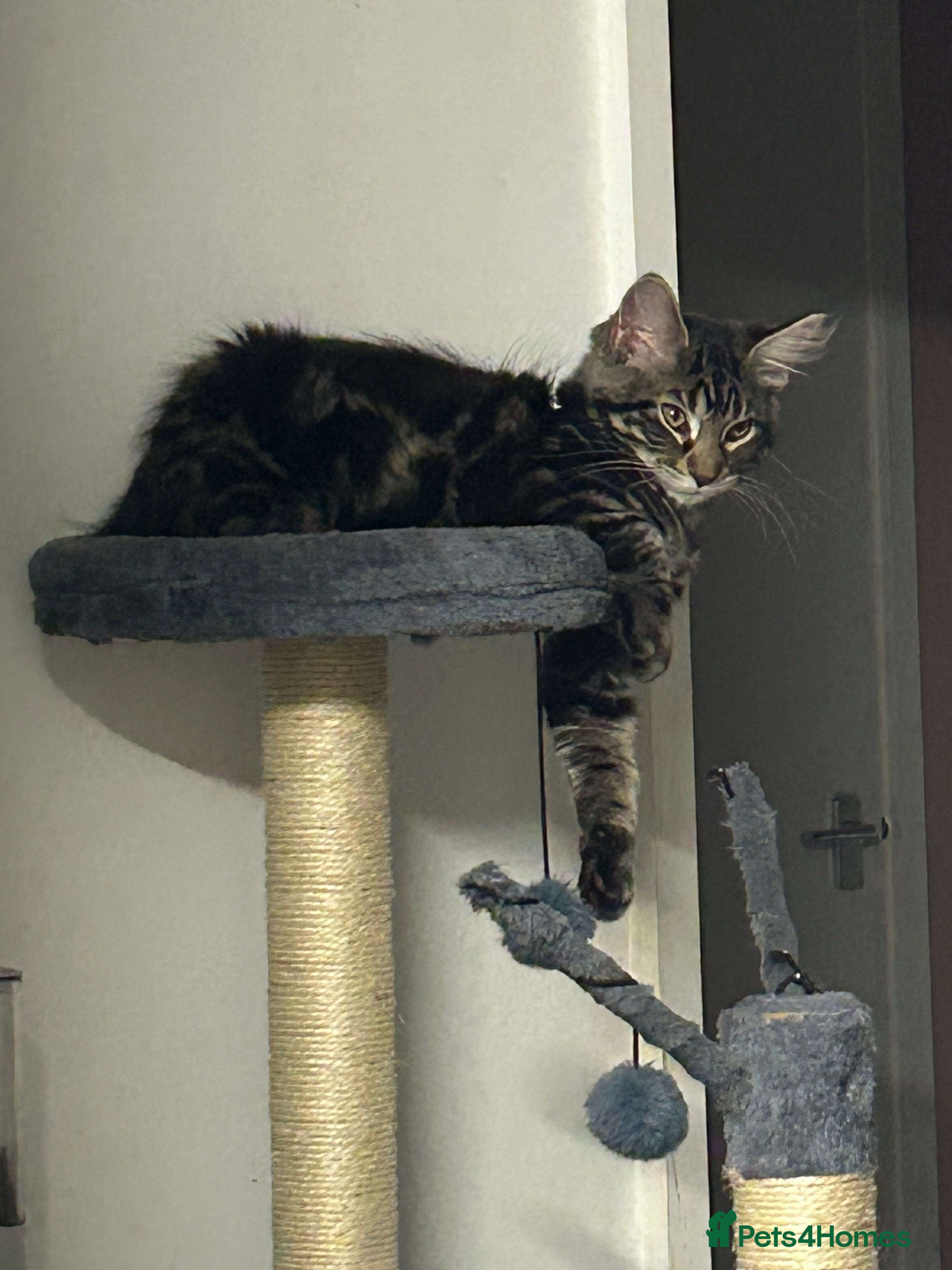 Maine Coon cats Maine coon cross  - Advert 14