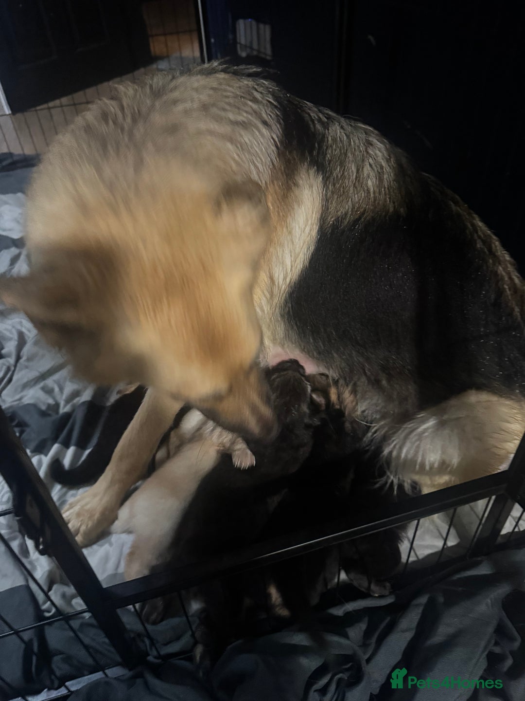 German Shepherd dogs for sale: German shepherd puppies - Image 11