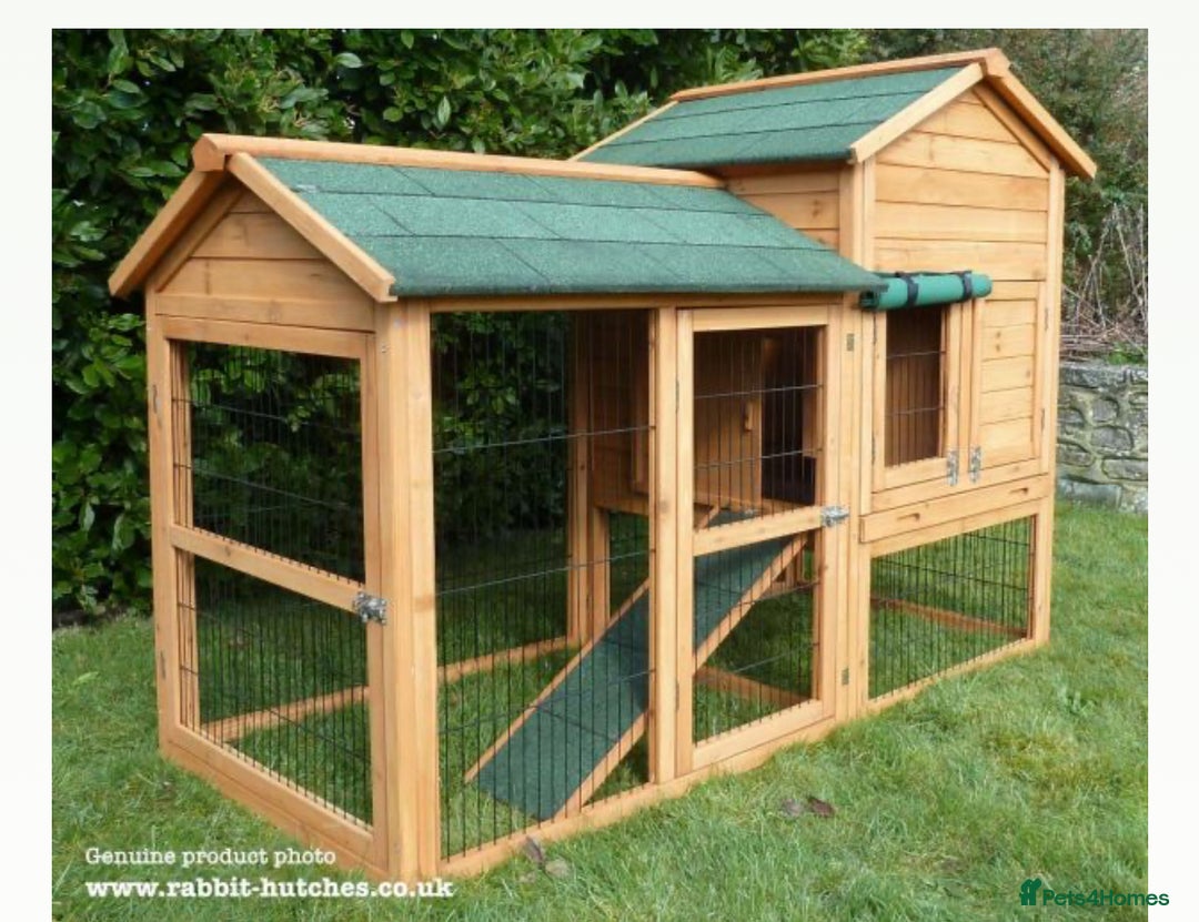 Mini Lop rabbits for sale: 2 Mini Lops - one male one female  - Advert 4