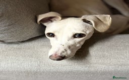 Mixed Breed dogs for sale: Sulki/ greyhound  - Image 3